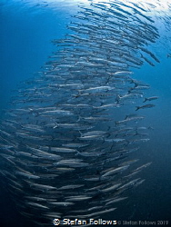 Just Fish - Chevron Barracuda - Sphyraena qenie - Sail Ro... by Stefan Follows 